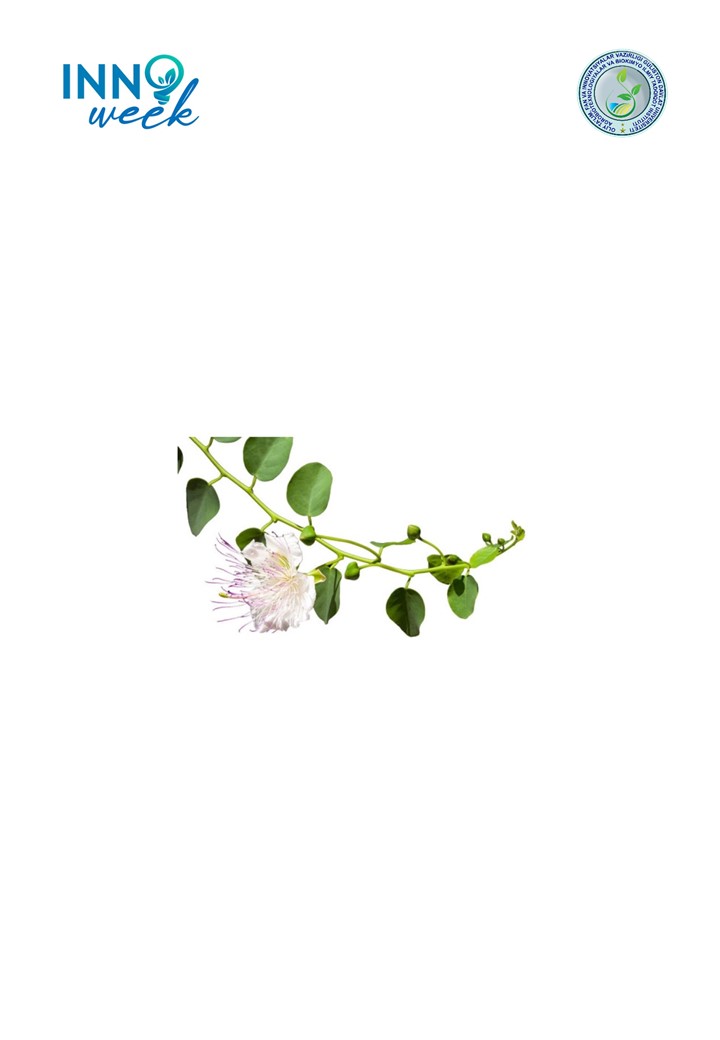Kovul (Capparis spinosa L.) oʻsimligini mikroklonal koʻpaytirish