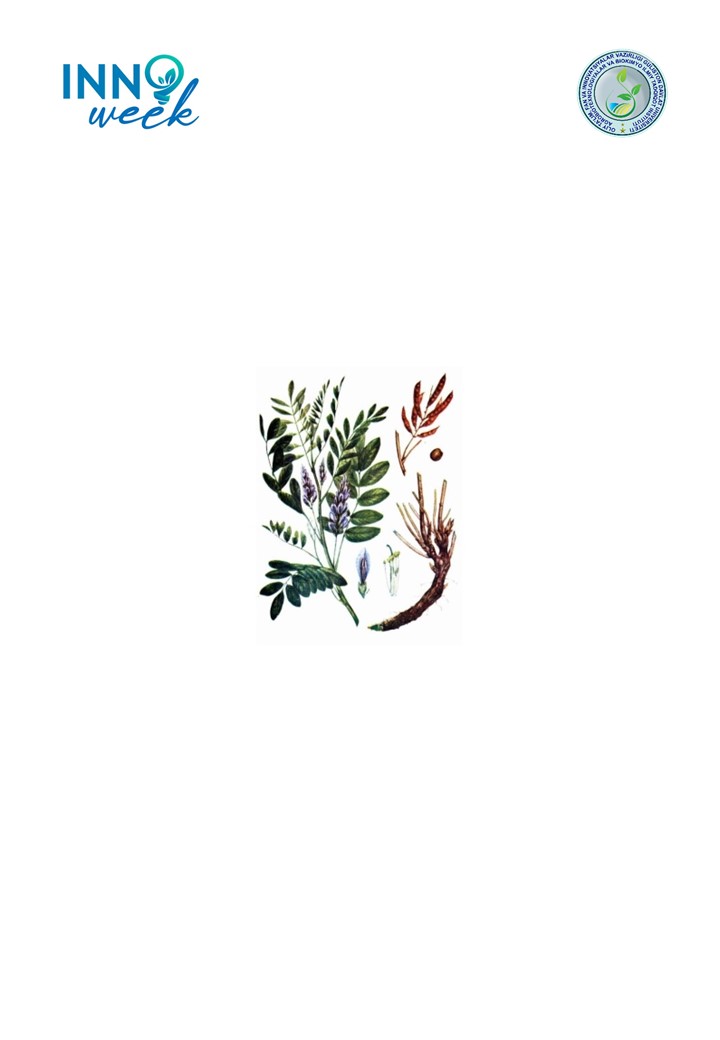 Shirinmiya Glycyrrhiza glabra L oʻsimligidan Rhizobium avlodiga mansub tuganak bakteriyalar ajratib olinib, ular asosida biopreparatlar olish